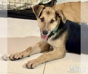 Golden Retriever-Unknown Mix Dogs for adoption in Washington, DC, USA