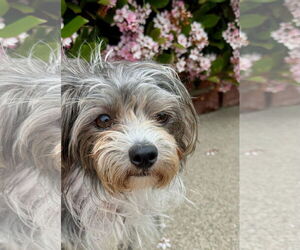 Maltese-Unknown Mix Dogs for adoption in Newport Beach, CA, USA