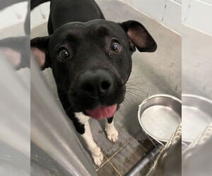 Labrador Retriever-Unknown Mix Dogs for adoption in Tavares, FL, USA