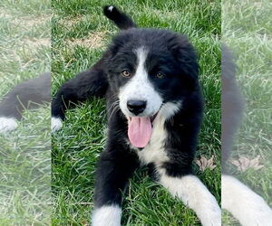 Border-Aussie Dogs for adoption in Omaha, NE, USA