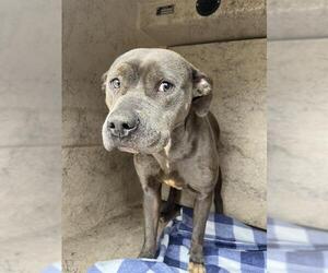 American Pit Bull Terrier-Unknown Mix Dogs for adoption in Oklahoma City, OK, USA