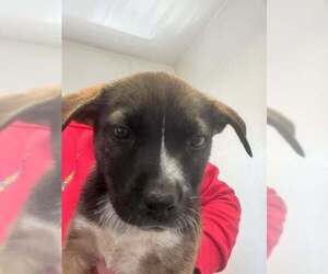 Mutt Dogs for adoption in Bolivar, MO, USA