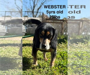 Beagle Dogs for adoption in Woodbury, NY, USA