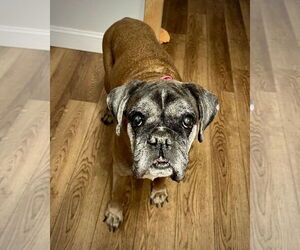 Boxer Dogs for adoption in Dumont, NJ, USA