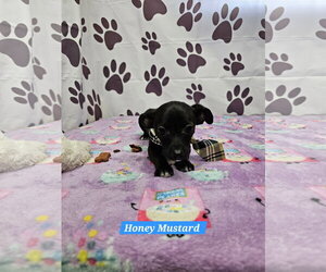 Chiweenie Dogs for adoption in Metairie, LA, USA
