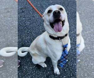 Shepradors Dogs for adoption in Southampton, NY, USA