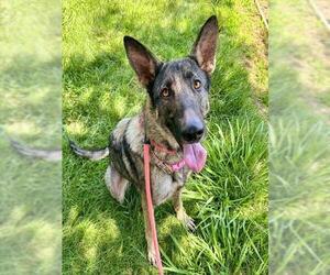 German Shepherd Dog Dogs for adoption in Sacramento, CA, USA