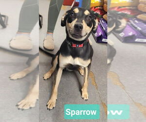 Doberman Pinscher-German Pinscher Mix Dogs for adoption in Richmond, IN, USA