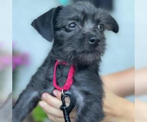 Cairn Terrier Dogs for adoption in Potomac, MD, USA