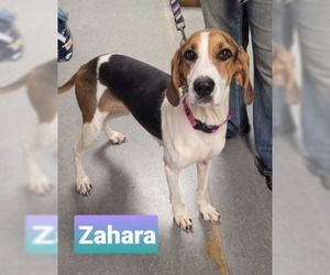 Coonhound Dogs for adoption in Richmond, IN, USA
