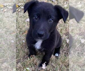 Borador Dogs for adoption in Brighton, TN, USA