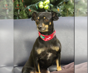 Chihuahua-Unknown Mix Dogs for adoption in Cranston, RI, USA