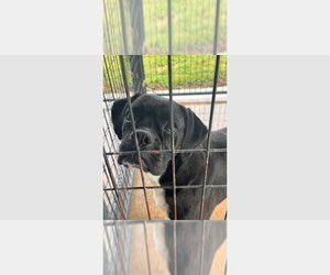 Boxer Dogs for adoption in Austin, TX, USA