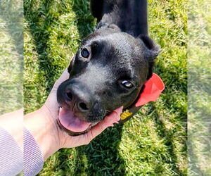 Mutt Dogs for adoption in Sandy, UT, USA