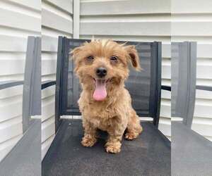 Mutt Dogs for adoption in Greenville, SC, USA