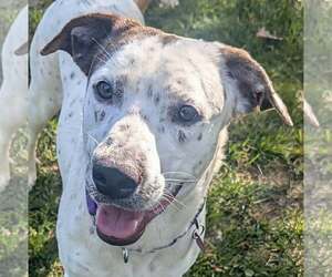 Pointer-Unknown Mix Dogs for adoption in Cookeville, TN, USA