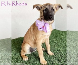 German Shepherd Dog-Unknown Mix Dogs for adoption in San Diego, CA, USA