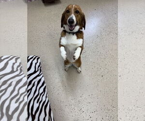 Basset Retriever Dogs for adoption in York, SC, USA