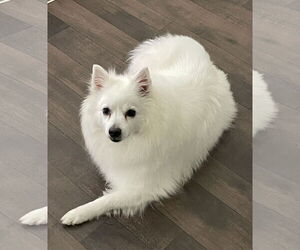 American Eskimo Dog Dogs for adoption in Pikesville, MD, USA