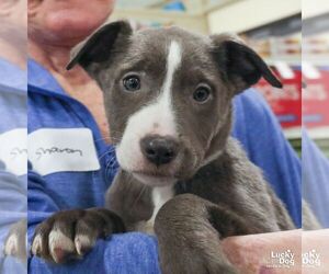 Labrador Retriever-Unknown Mix Dogs for adoption in Washington, DC, USA