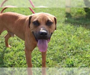 American Pit Bull Terrier-Unknown Mix Dogs for adoption in Ocala, FL, USA