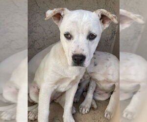 American Pit Bull Terrier-Unknown Mix Dogs for adoption in Oklahoma City, OK, USA
