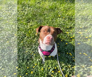 American Pit Bull Terrier-Unknown Mix Dogs for adoption in Germantown, OH, USA