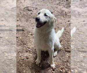Golden Pyrenees Dogs for adoption in New York, NY, USA
