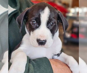 Border Collie-Unknown Mix Dogs for adoption in Mt. Laurel, NJ, USA