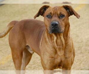 Redbone Coonhound-Rhodesian Ridgeback Mix Dogs for adoption in Tallahassee, FL, USA