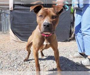 American Pit Bull Terrier Dogs for adoption in Santa Fe, NM, USA