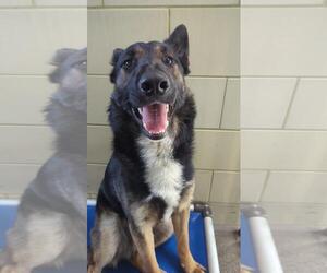 German Shepherd Dog Dogs for adoption in Woodland, CA, USA
