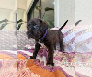 Great Dane-Labrador Retriever Mix Dogs for adoption in Bullard, TX, USA