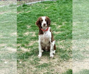 Brittany Dogs for adoption in Curwensville, PA, USA