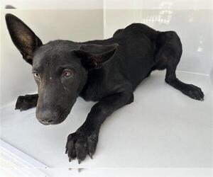 German Shepherd Dog-Unknown Mix Dogs for adoption in Houston, TX, USA