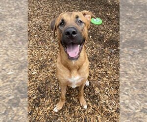 Black Mouth Cur-Rhodesian Ridgeback Mix Dogs for adoption in London, Ontario, Canada