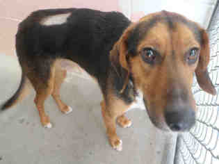 Beagle-Unknown Mix Dogs for adoption in Bowling Green, OH, USA