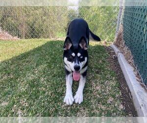 Siberian Husky-Unknown Mix Dogs for adoption in San Clemente, CA, USA