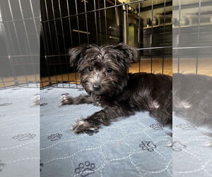 Mutt Dogs for adoption in Wheaton, IL, USA