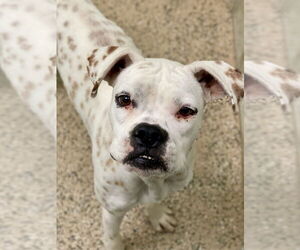 Boxer Dogs for adoption in Austin, TX, USA