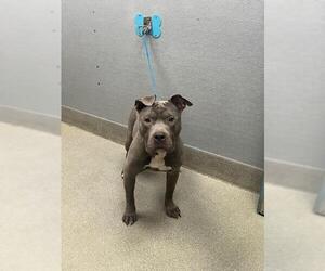 American Pit Bull Terrier-Unknown Mix Dogs for adoption in Las Vegas, NV, USA