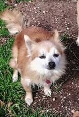 Chiranian Dogs for adoption in Princeton, MN, USA