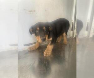 Mutt Dogs for adoption in Bakersfield, CA, USA