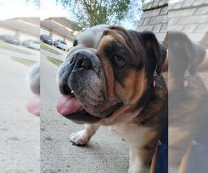 Bulldog Dogs for adoption in Rosenberg, TX, USA