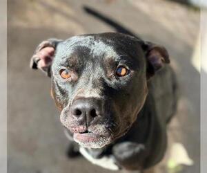 American Pit Bull Terrier Dogs for adoption in Tulsa, OK, USA