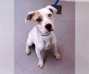 American Pit Bull Terrier Dogs for adoption in San Bernardino, CA, USA