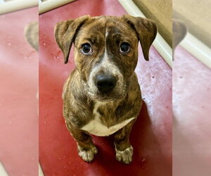 Mutt Dogs for adoption in Sacramento, CA, USA