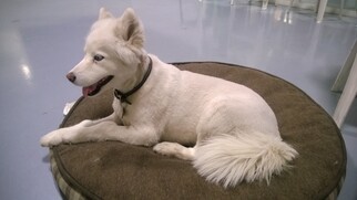 Medium Photo #1 Samoyed-Siberian Husky Mix Puppy For Sale in Los Angeles, CA, USA