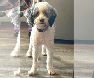 Poodle (Miniature) Dogs for adoption in Lebanon, PA, USA