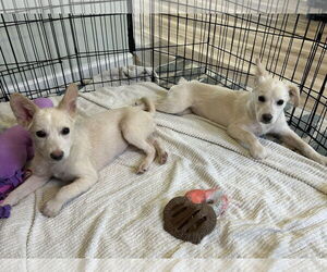 Mutt Dogs for adoption in Jackson Township, NJ, USA